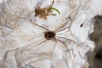 Une femelle (Opiliones - Sclerosomatidae - Nelima sp.)